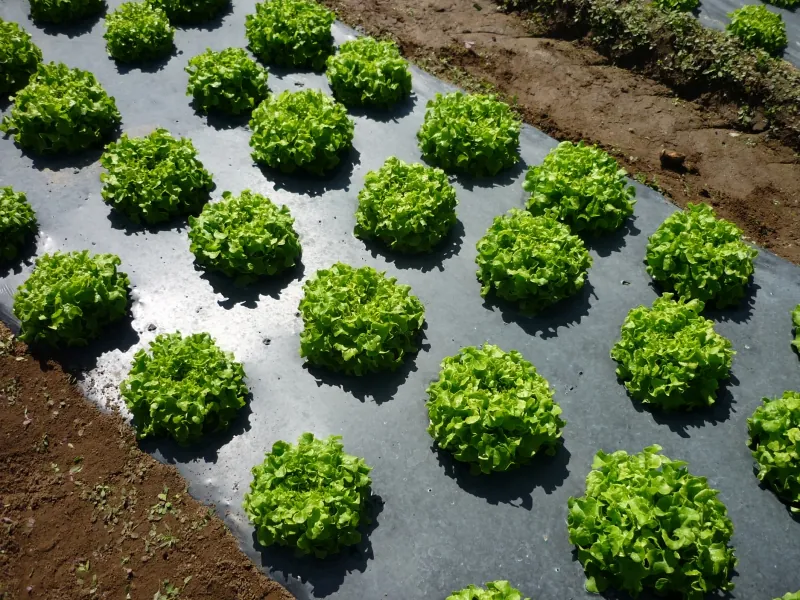Mulch film