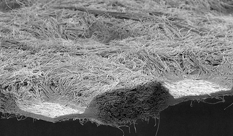 Scanning electron micrograph of a meltblown nonwoven web